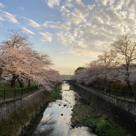 花見（Hanami）