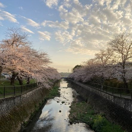 【4月】花見（Hanami）